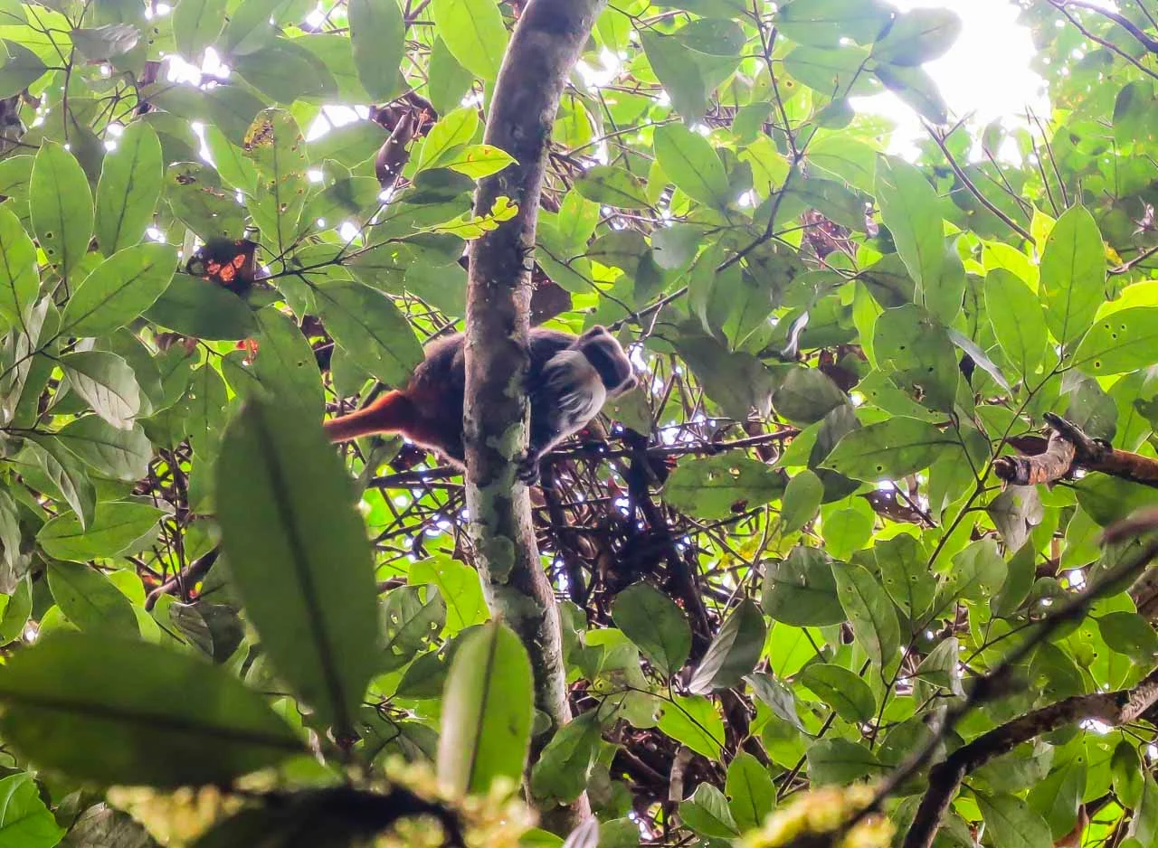 A group of Emperor Tamarins (Saguinus imperator) took time to have a look at us while eating fruits and hanging out with their white Leontocebus buddies. Foto: Ivan Batista