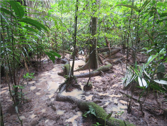 Tasty mud for rainforest animals!