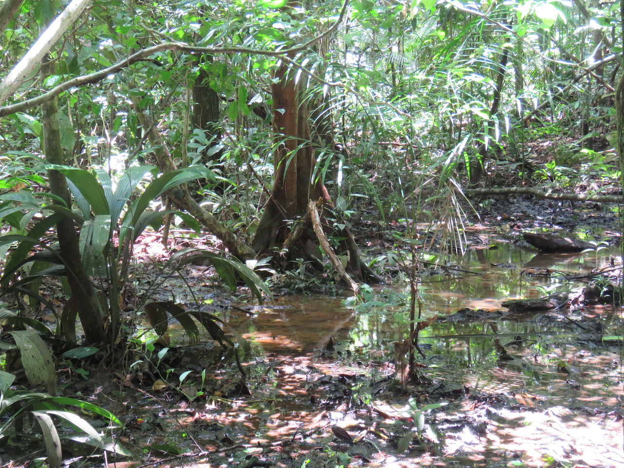 A sunny but boggy barro.