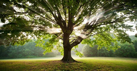 Join-The-Arbor-Day-Foundation-in-March-And-Receive-10-Free-Trees.jpg