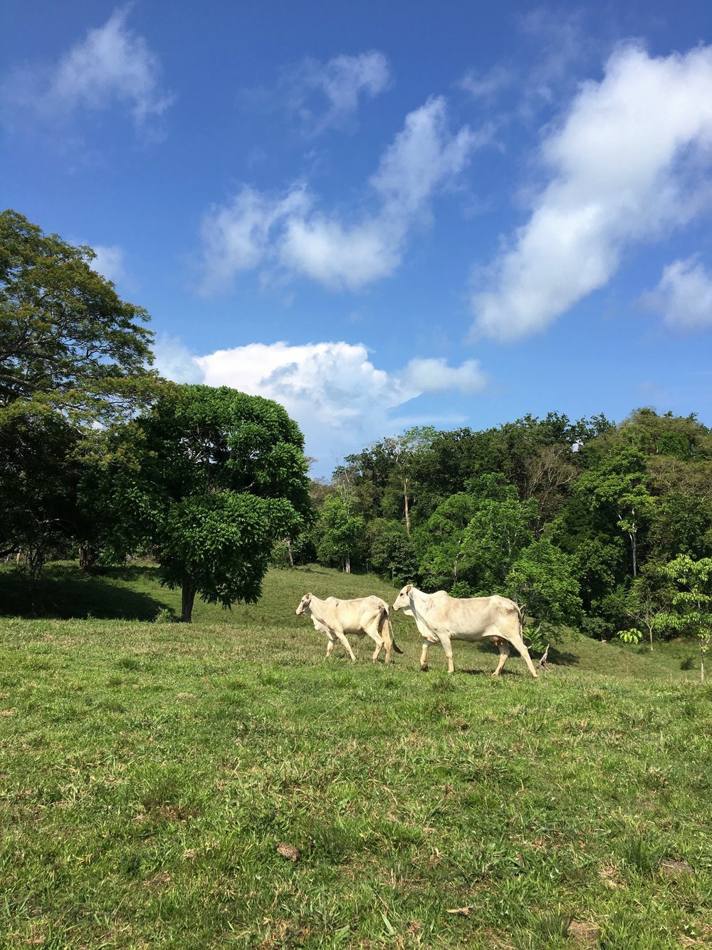 Copy of Copy of curuwildliferefuge2