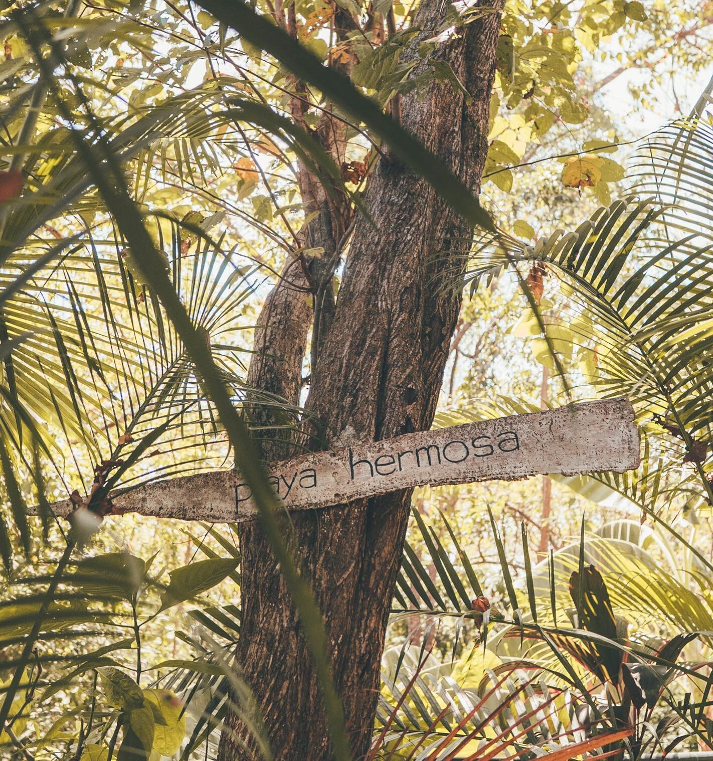 Surfing paradise awaits, just through the palm fronds and down the jungle path // Playa Hermosa