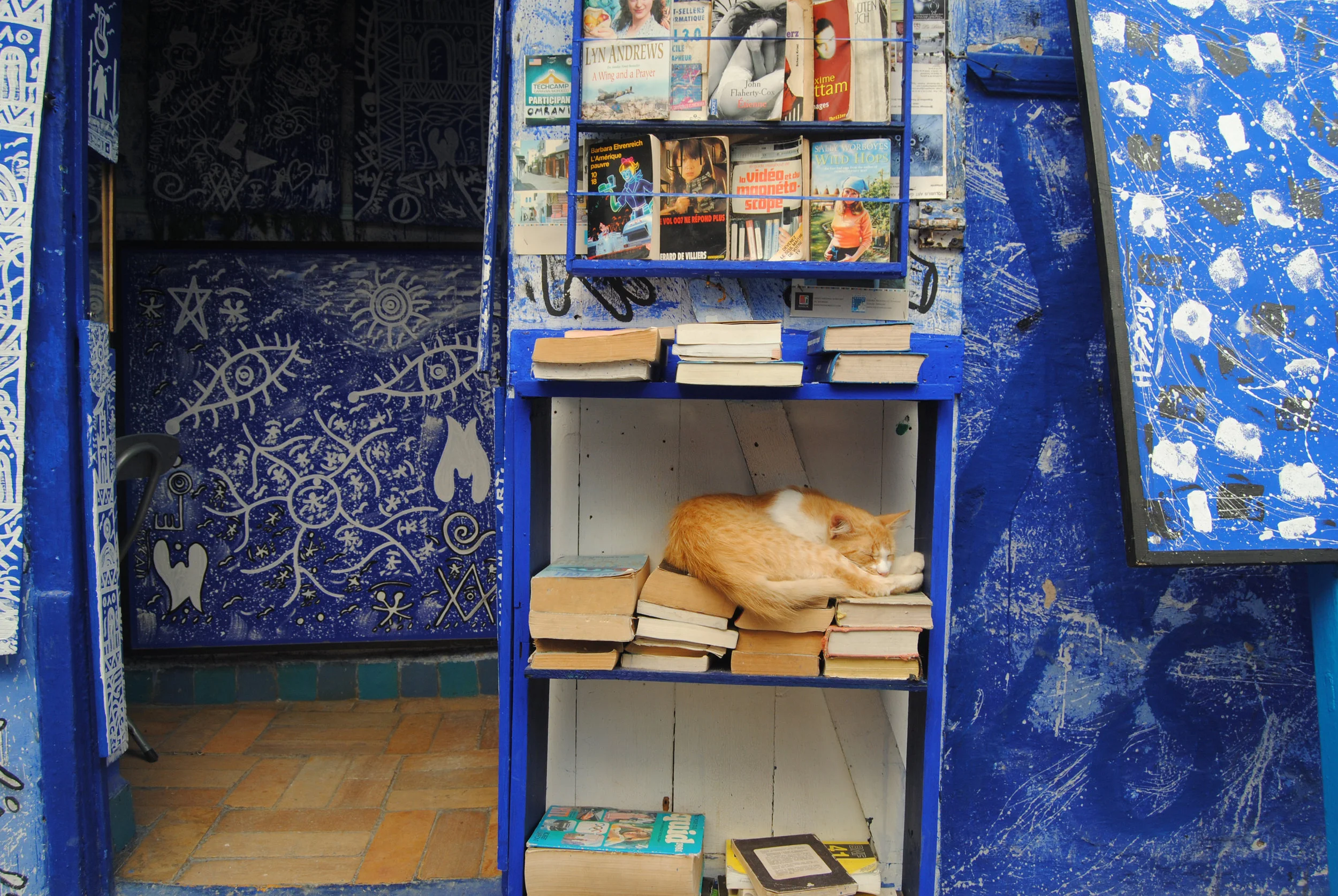 Cat in Book Store - Sophie Smyke