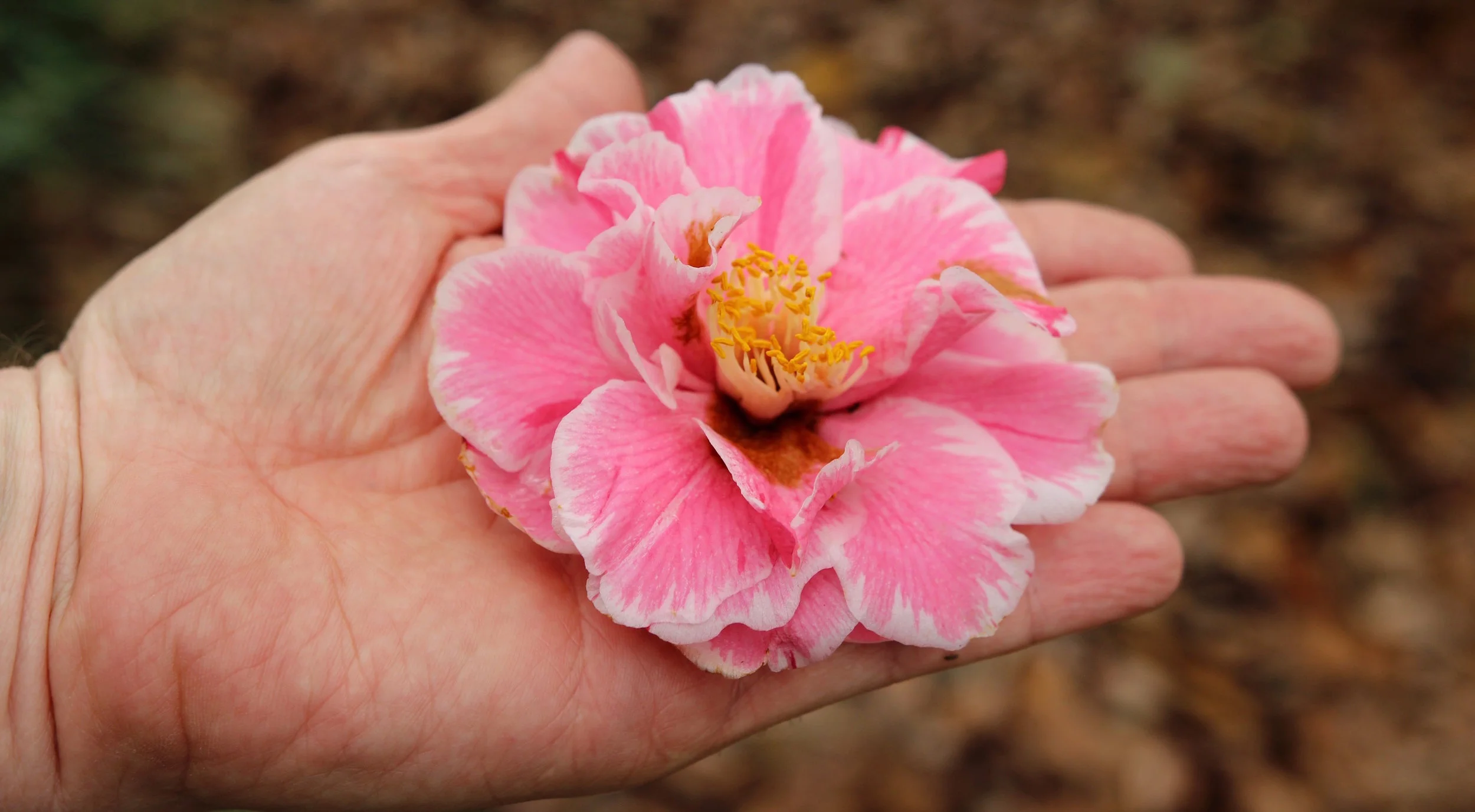 This Flower is Now Dead - Michelle Meredith