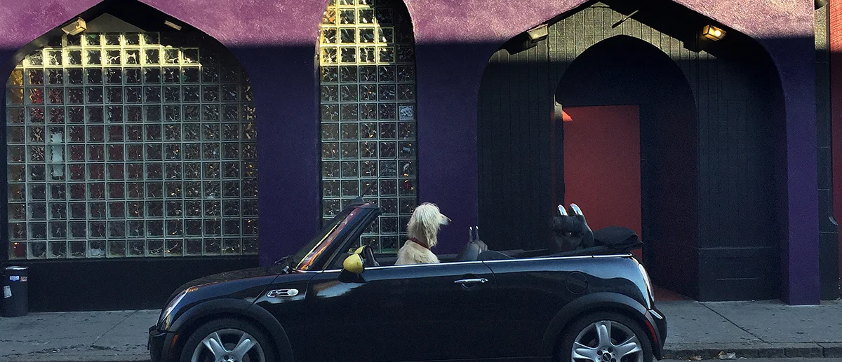 cardog 2.jpg