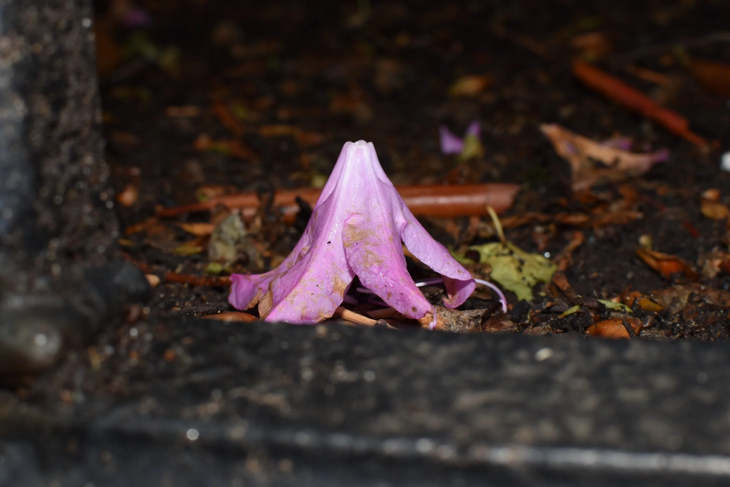 Fallen Flower - Klara Kuemmerle