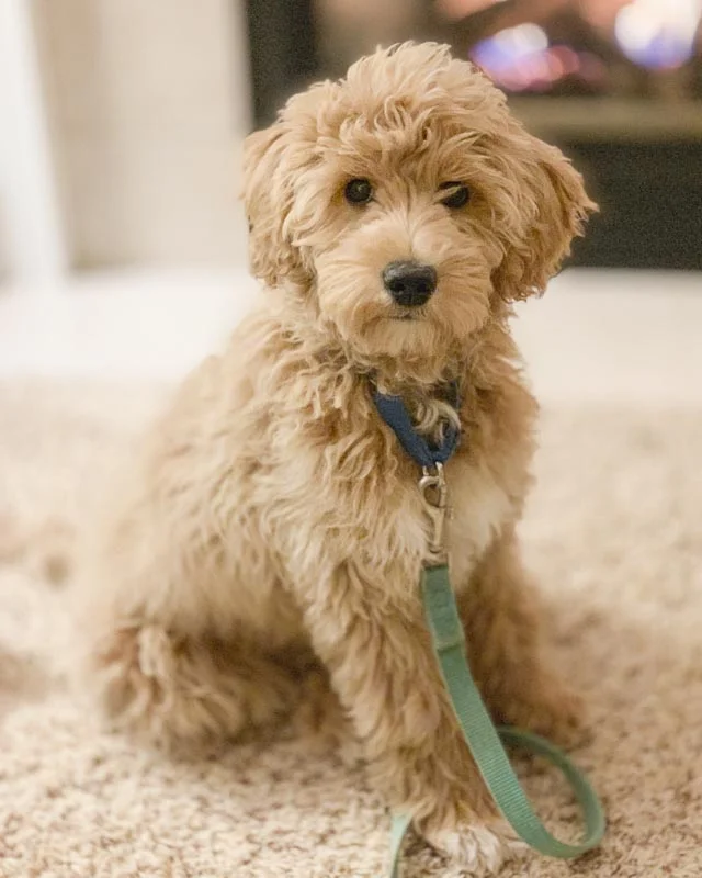 Faith offers Animal Assisted Therapy with Buddy