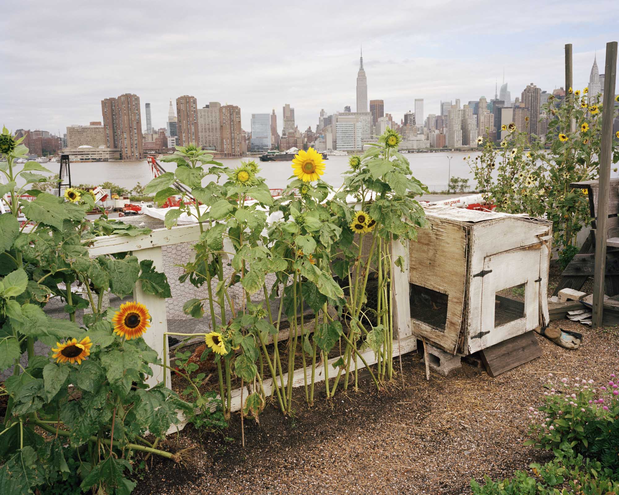 urban-agriculture-8.jpg