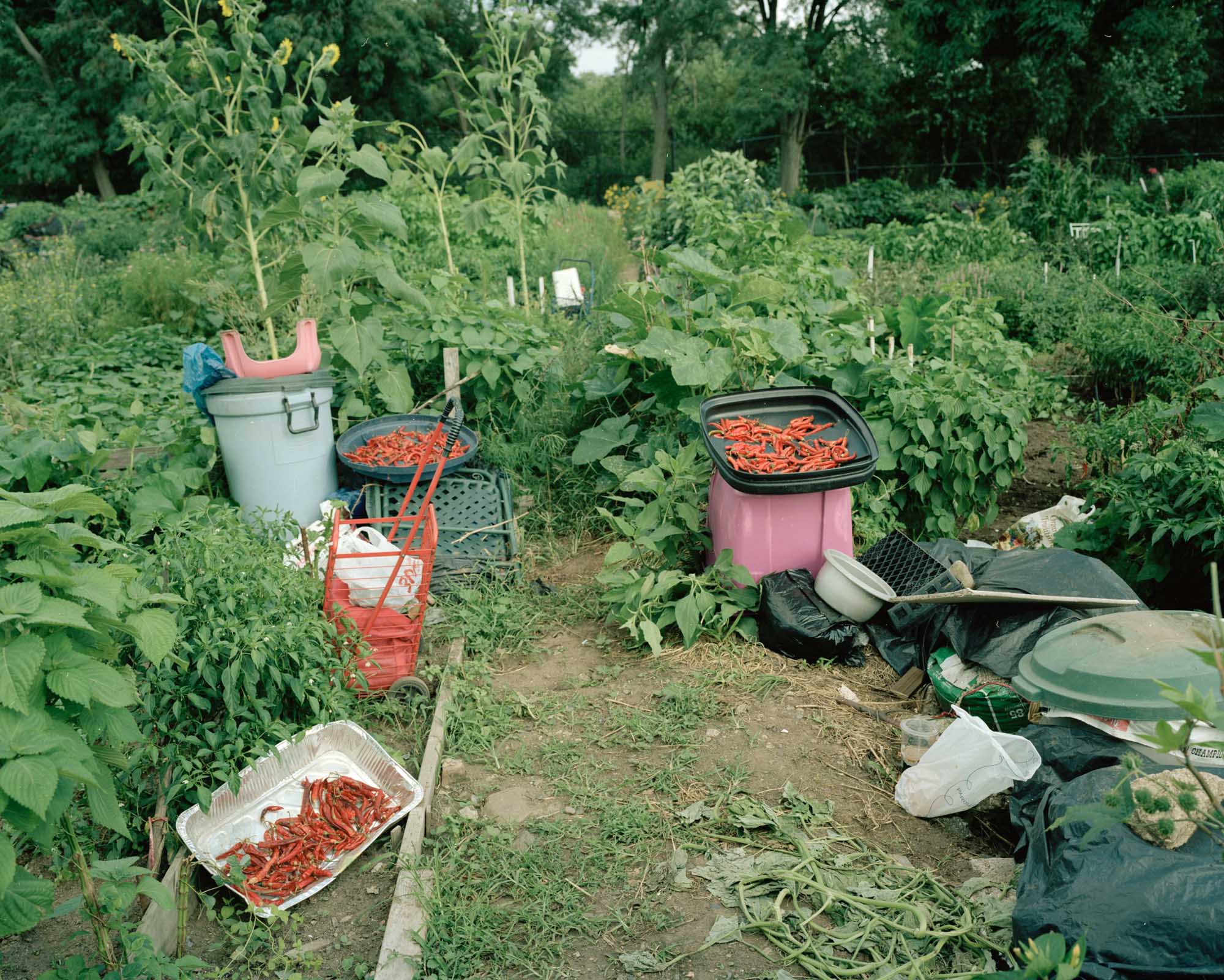 urban-agriculture-39.jpg