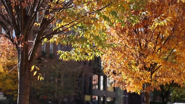 Resurrection Clinton Hill