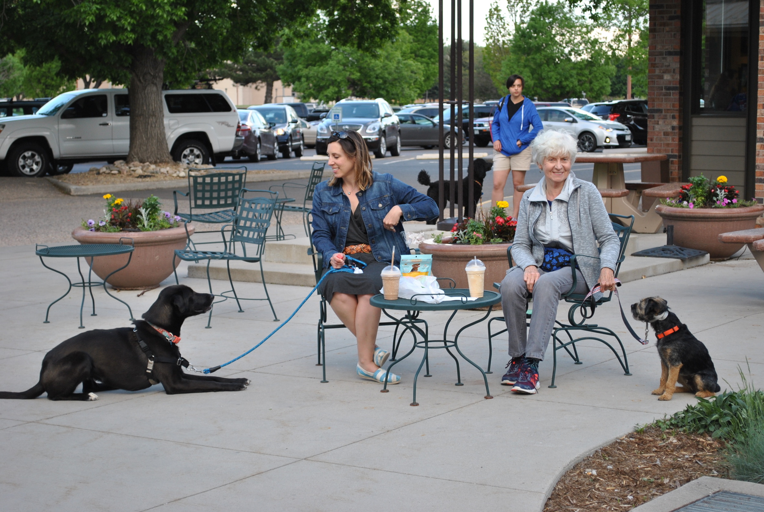 Dog Training at a local Fort Collins shopping plaza