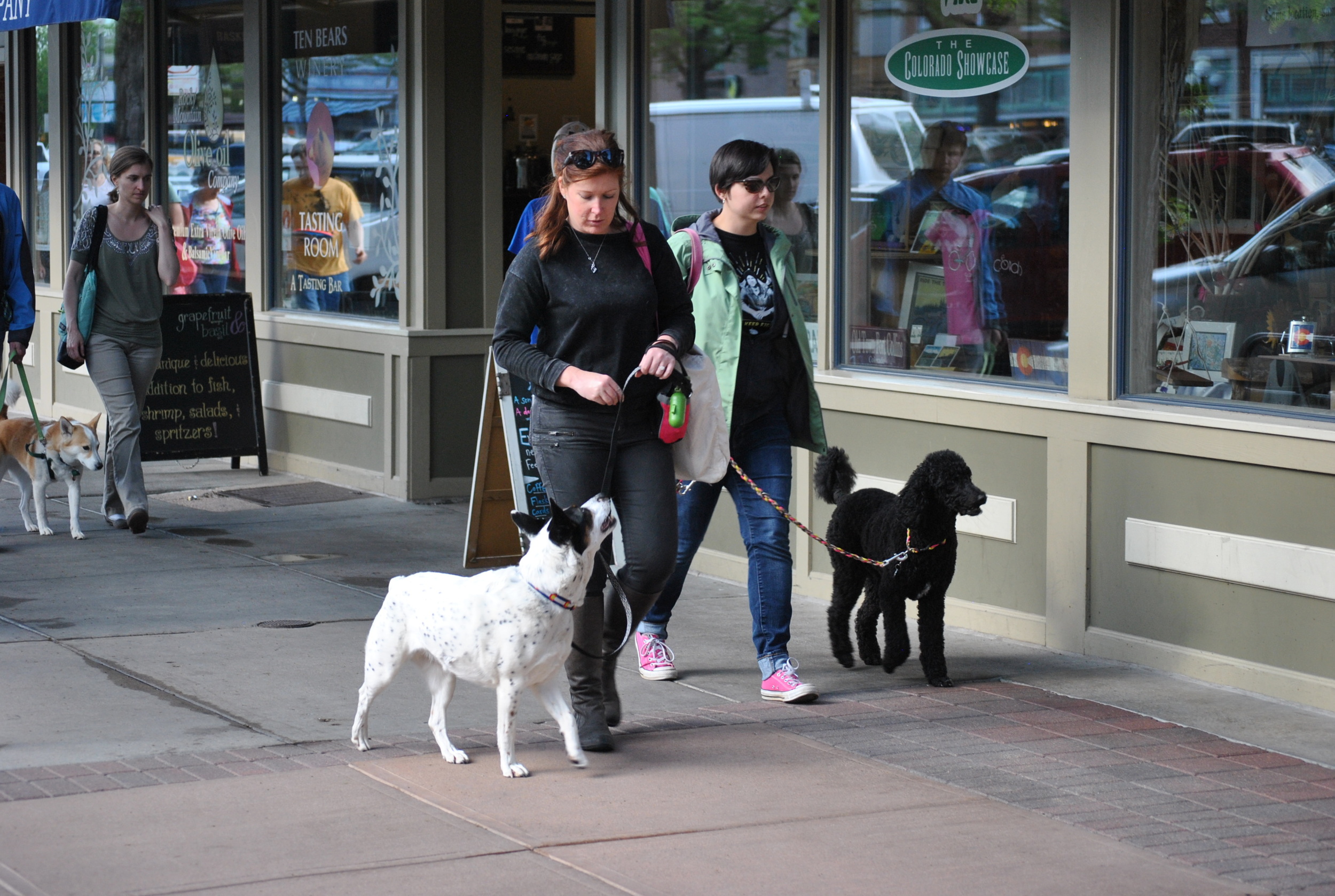 Fort Collins group dog training class