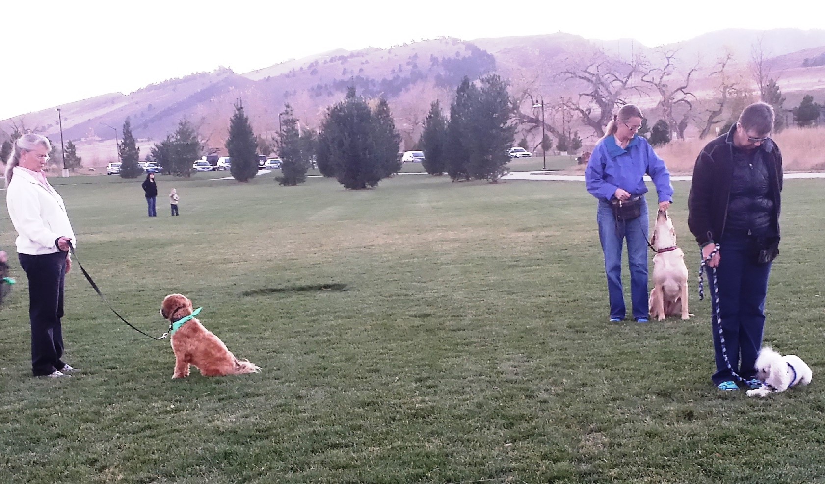 Outside Group dog training classes familiarize dogs to outside distractions