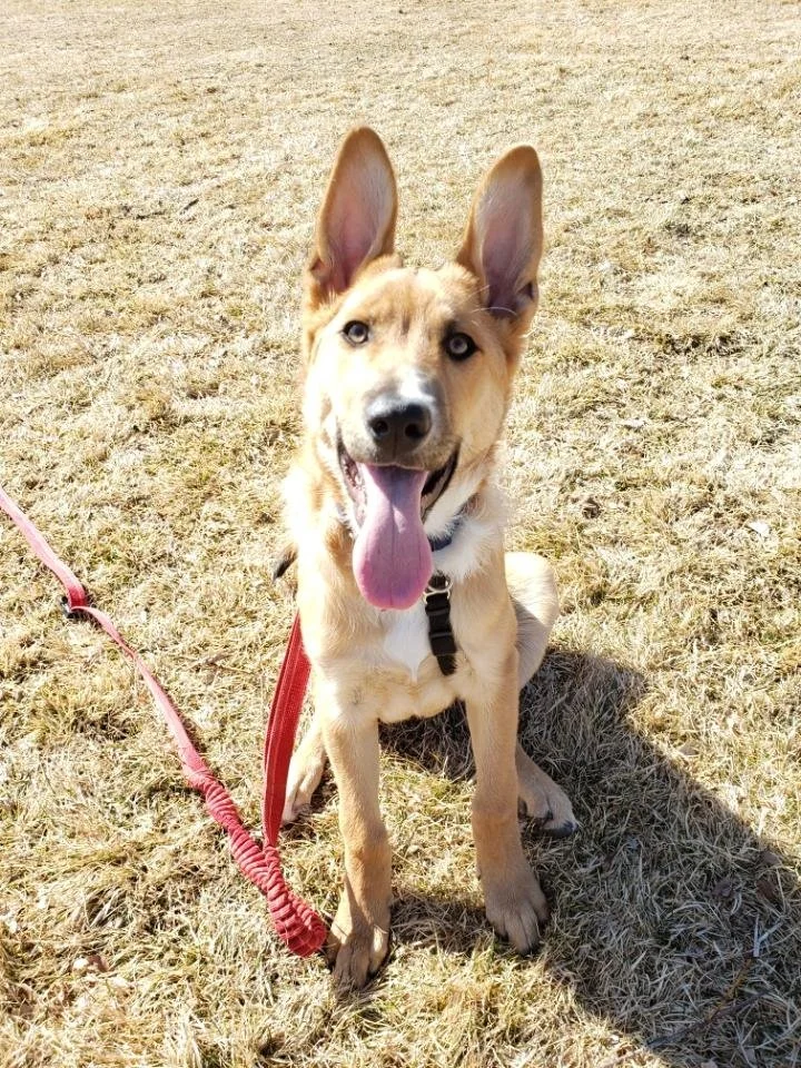 Puppy Training Class at Front Range Natural Pet