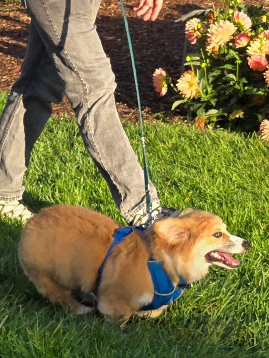 Teen Pups In the Park