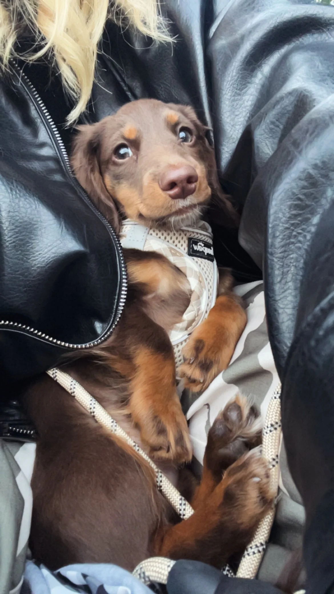 Puppy Training Class