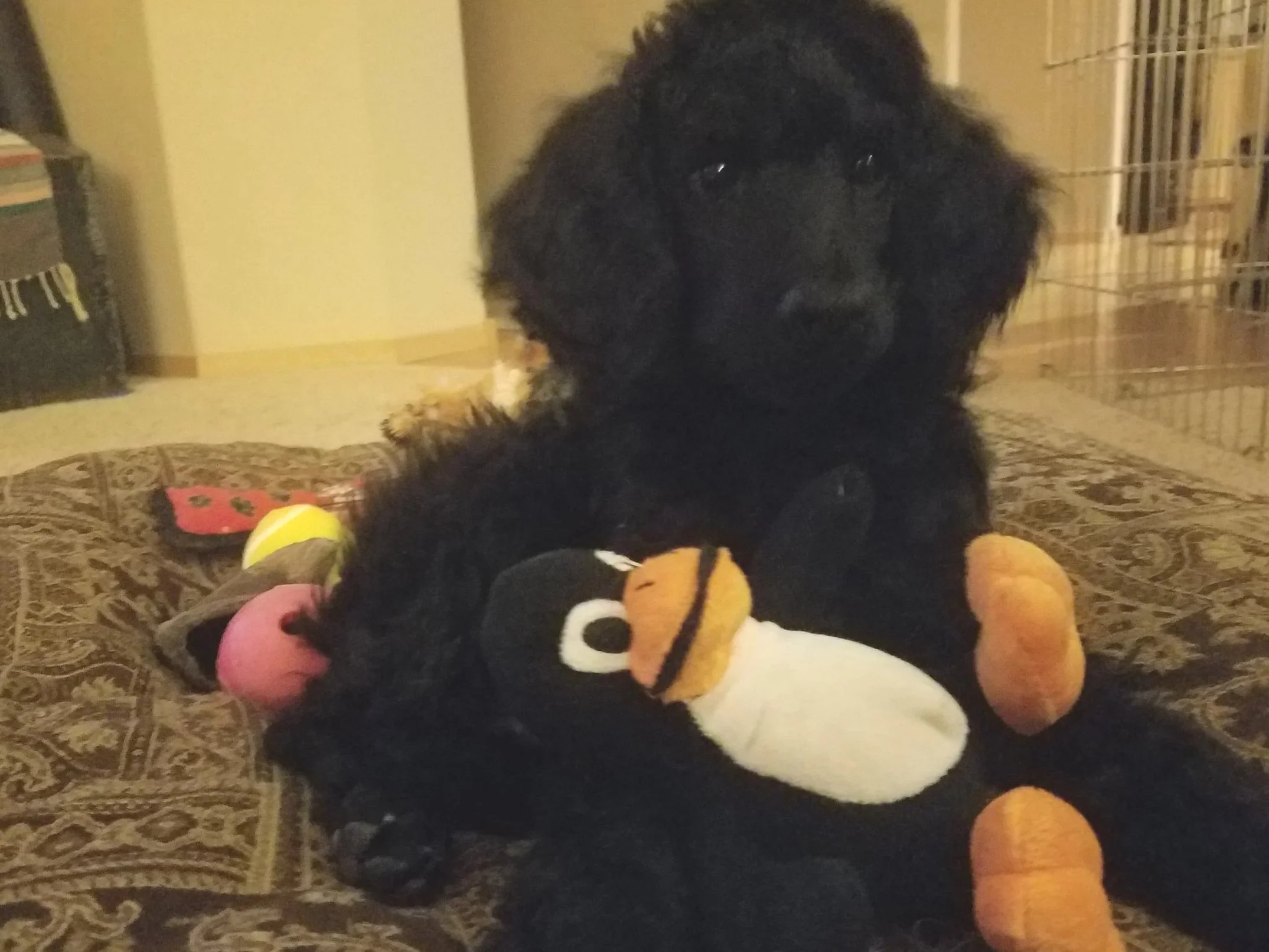  Bigger Puppy Training Class