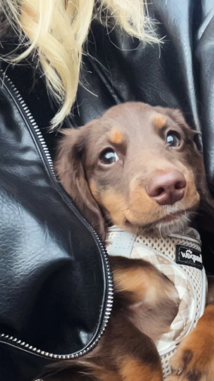 Puppy Training Class
