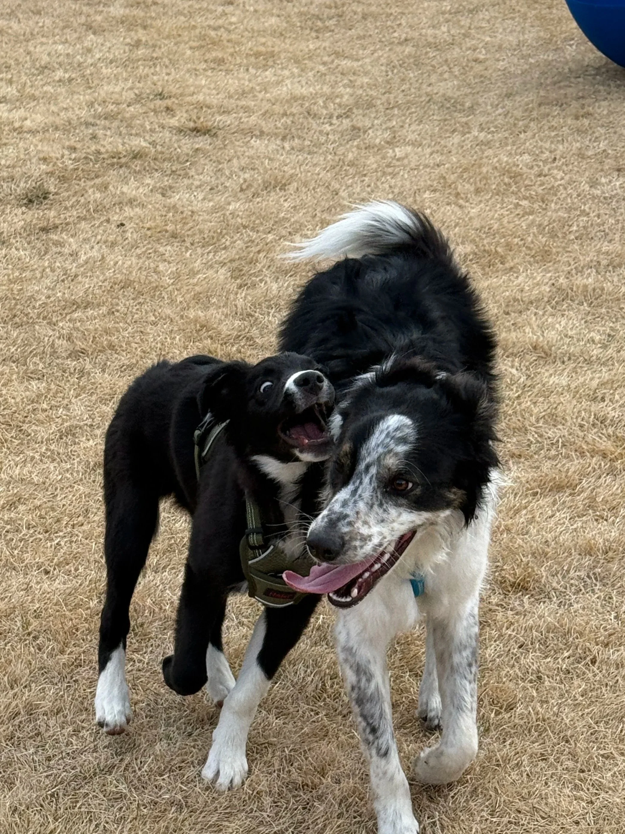 Reliable Recall and Loose Leash Walking