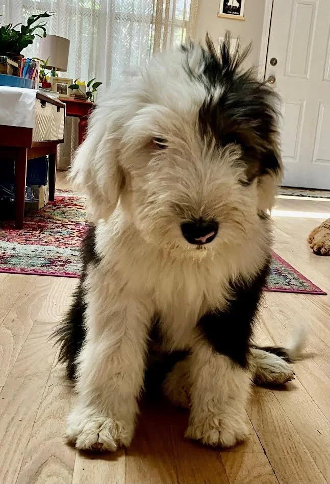 Puppy Class
