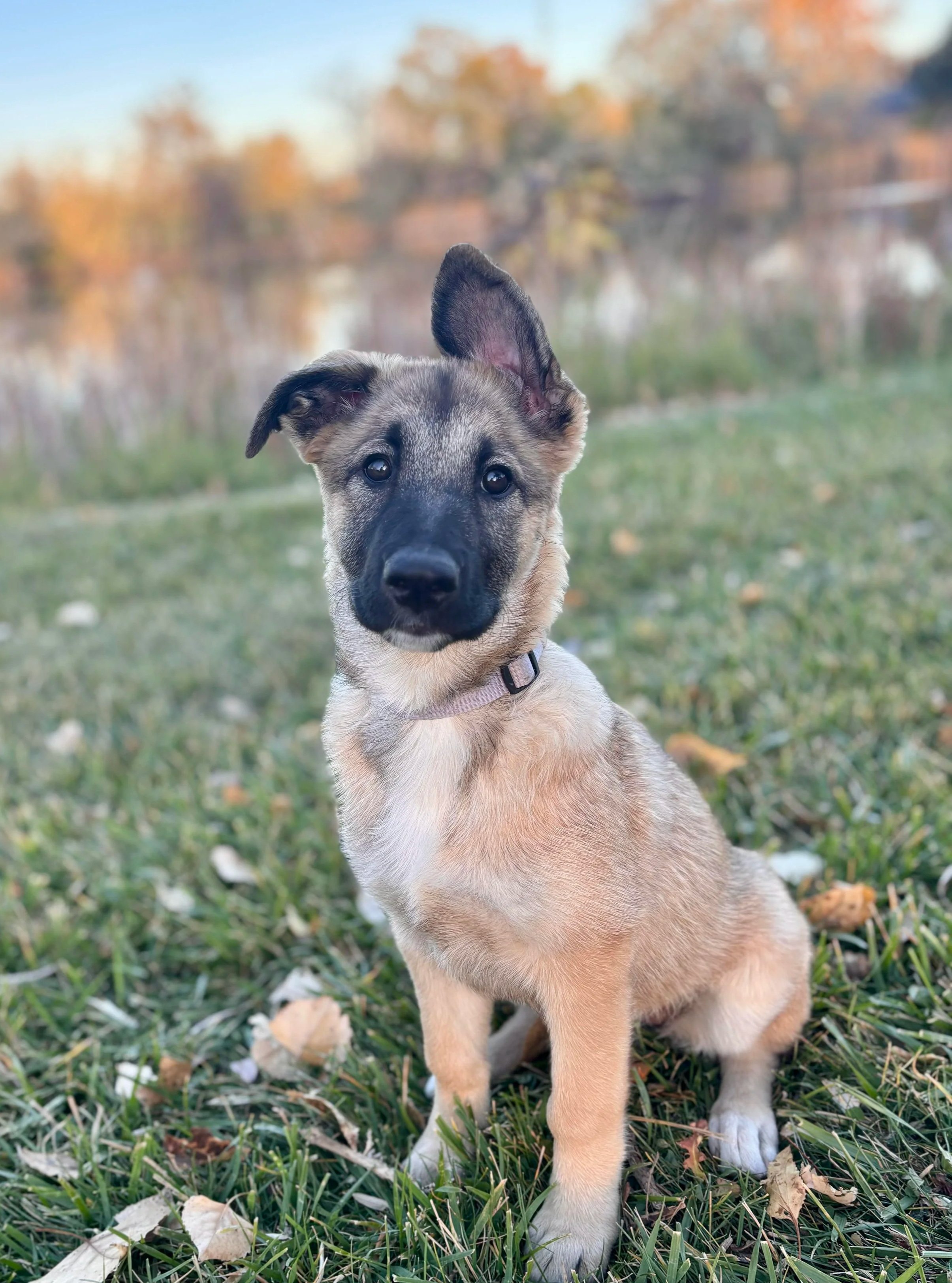 Puppy Class