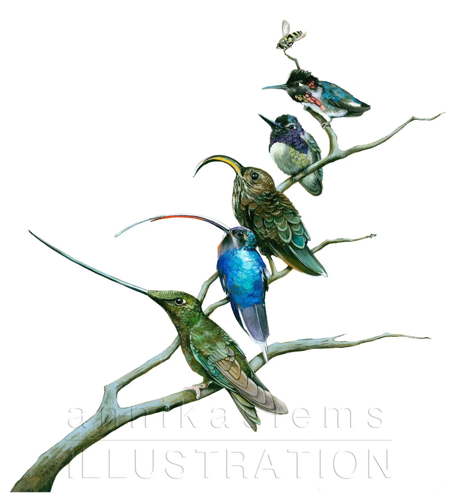 Hummingbirds have a large number of different beak shapes. Each species is adapted to specific plants.
