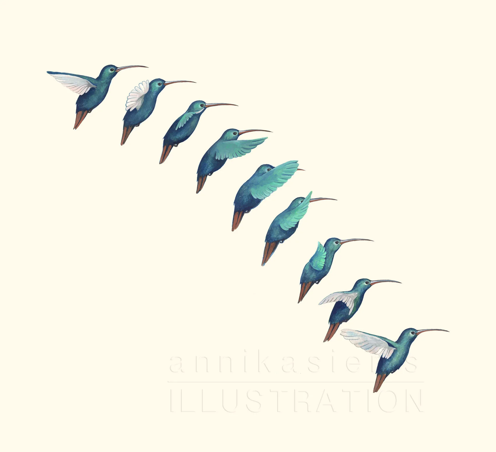 Motion loop of the wing beat of a hummingbird. It repeats this movement up to 80 times a minute.