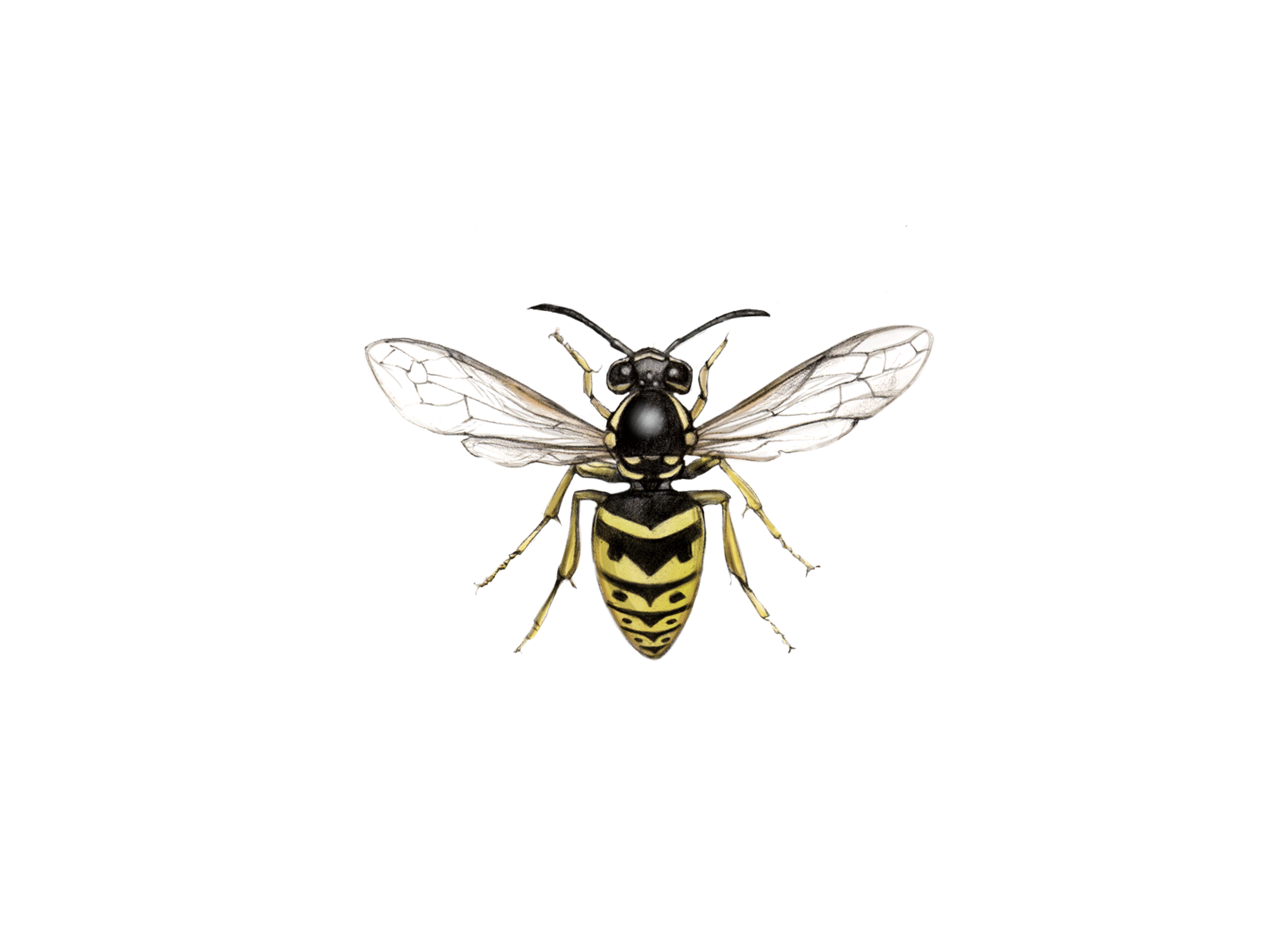Kopie von common wasp