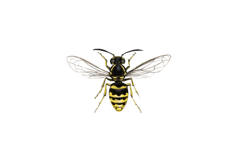 Saxon Wasp