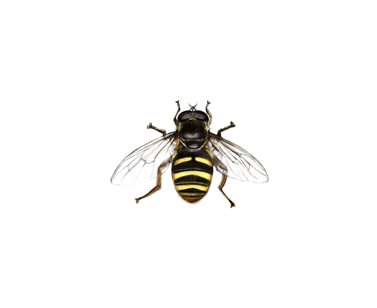 Gelbband-Torfschwebfliege (Sericomyia silentis)