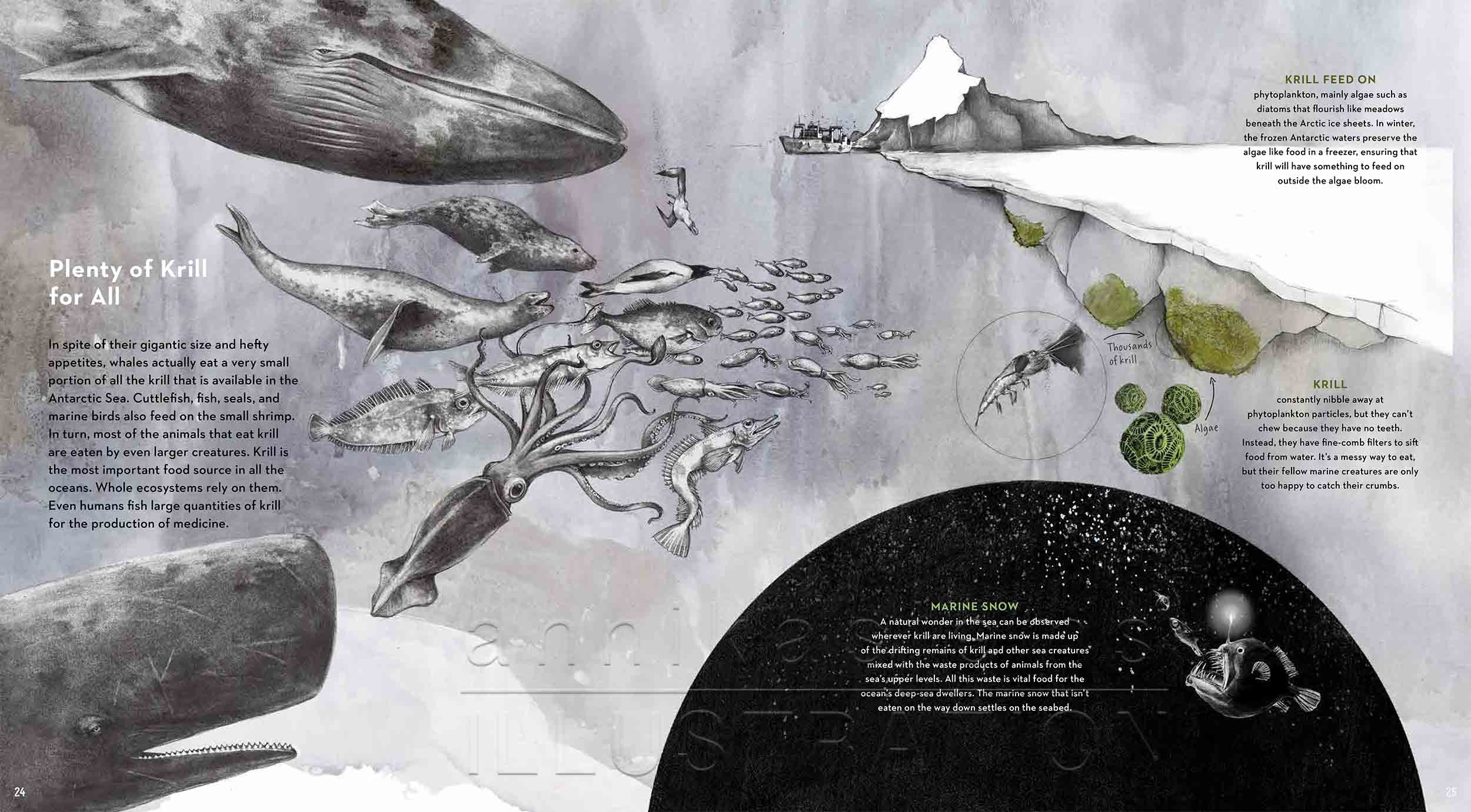 24-25-deep-sea-Englisch-infografic-foochain-krill-©annikasiems-plankton_deepsea-zooplankton.jpg