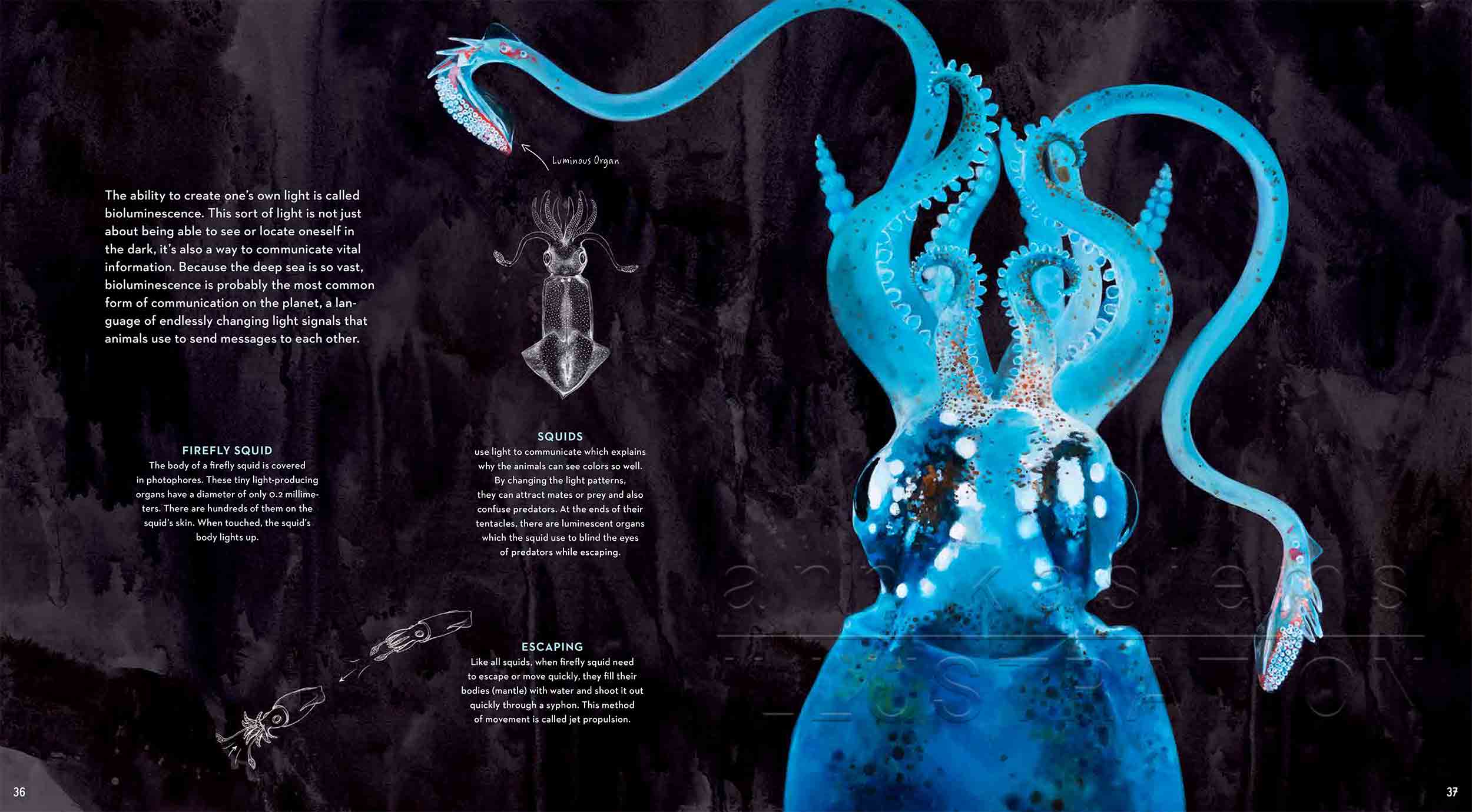 36-37-Leuchtkalmar-fireflysquidfish-fish-deep-sea-Englisch-submersible-©annikasiems-plankton_deepsea-zooplankton.jpg