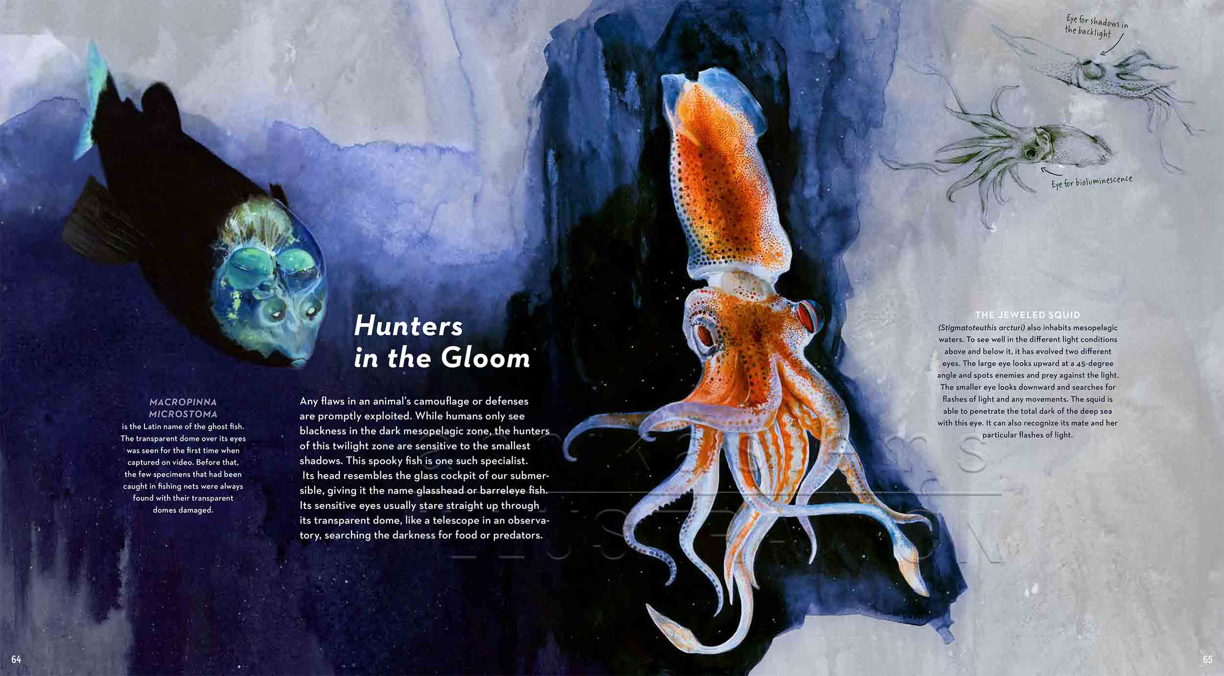 64-65Macropinnamicrostoma-jeweledsquid-deep-sea-Englisch-submersible-©annikasiems-plankton_deepsea-zooplankton.jpg