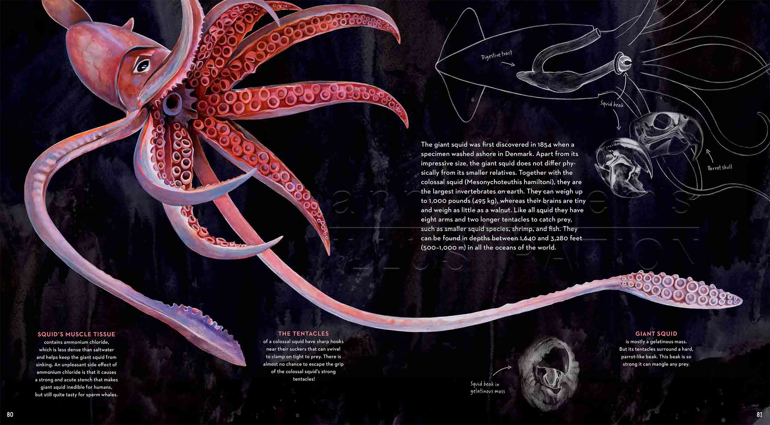 80-81anatomy-giantsquid-deep-sea-Englisch-submersible-©annikasiems-plankton_deepsea-zooplankton.jpg