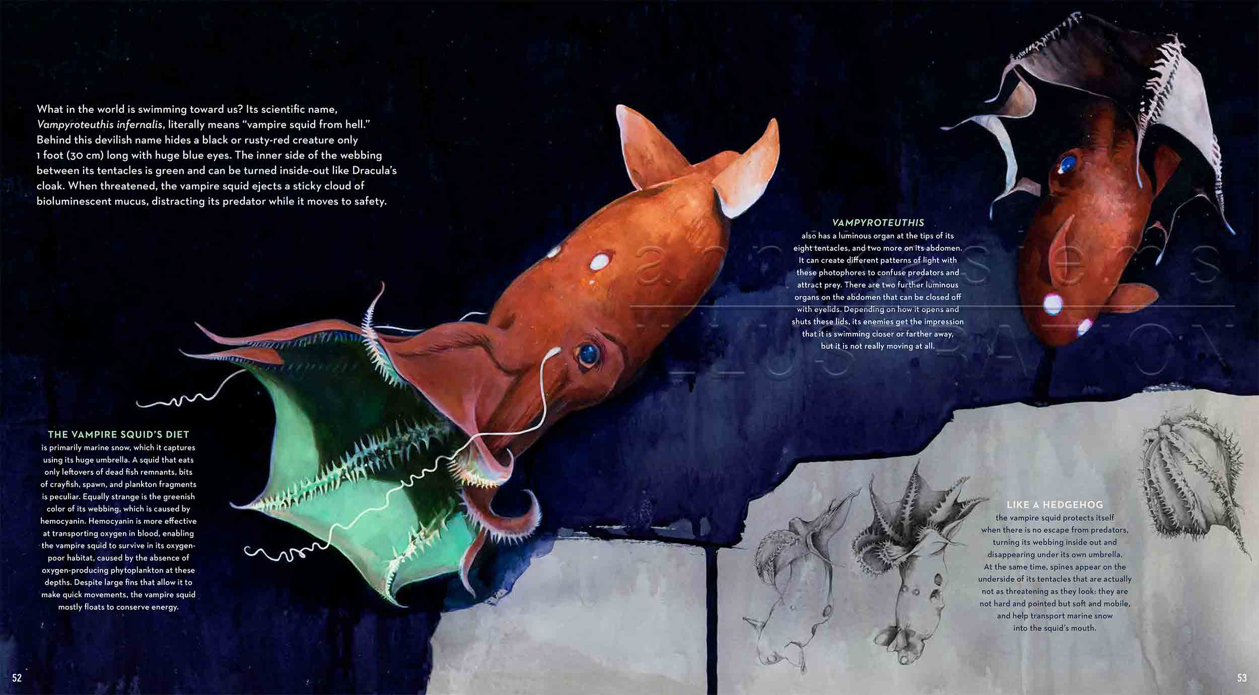 52-53vampiresquid-vampyroteuthisinfernalis-fish-deep-sea-Englisch-submersible-©annikasiems-plankton_deepsea-zooplankton.jpg