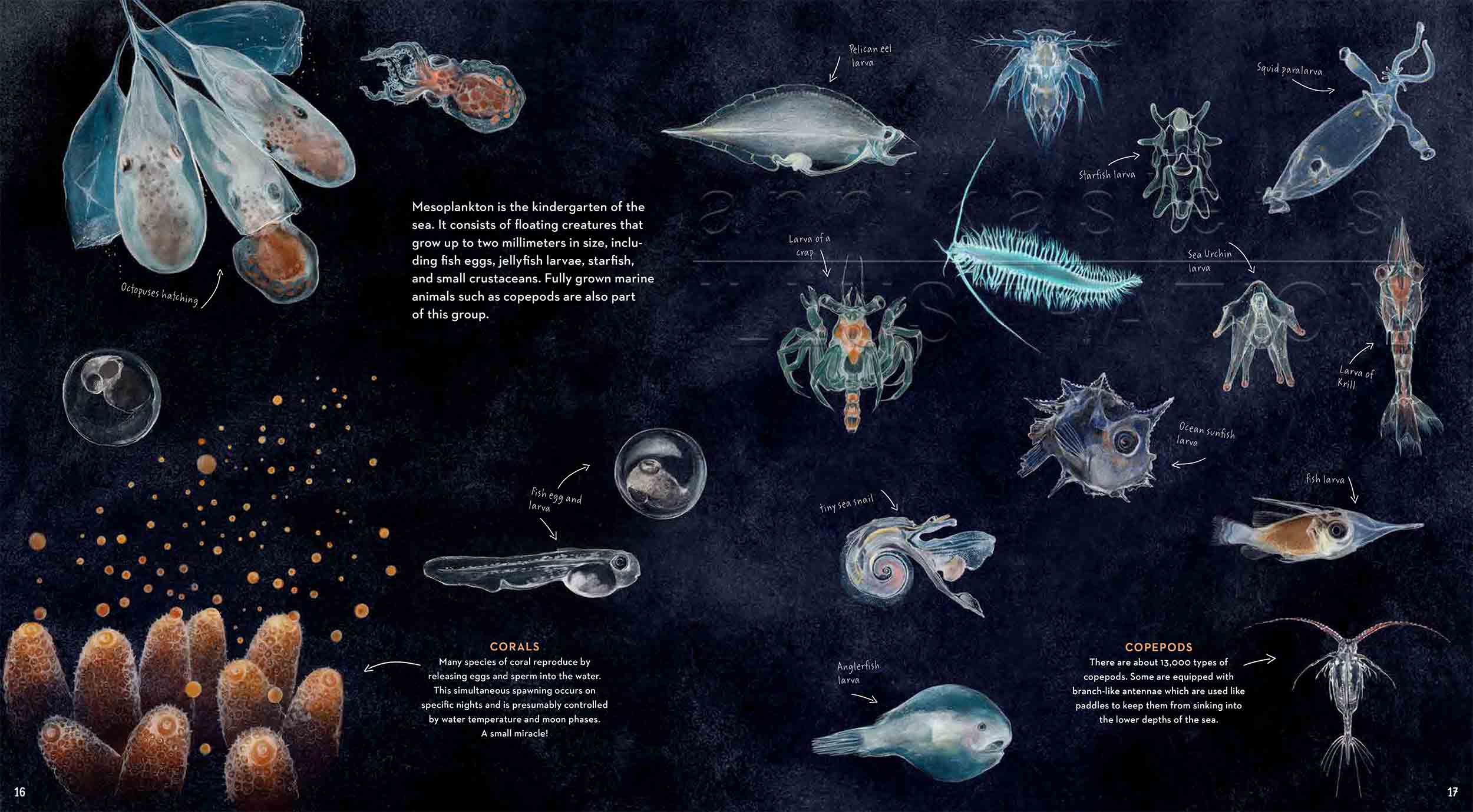 16-17deep-sea-Englisch-meso-©annikasiems-plankton_deepsea-zooplankton.jpg