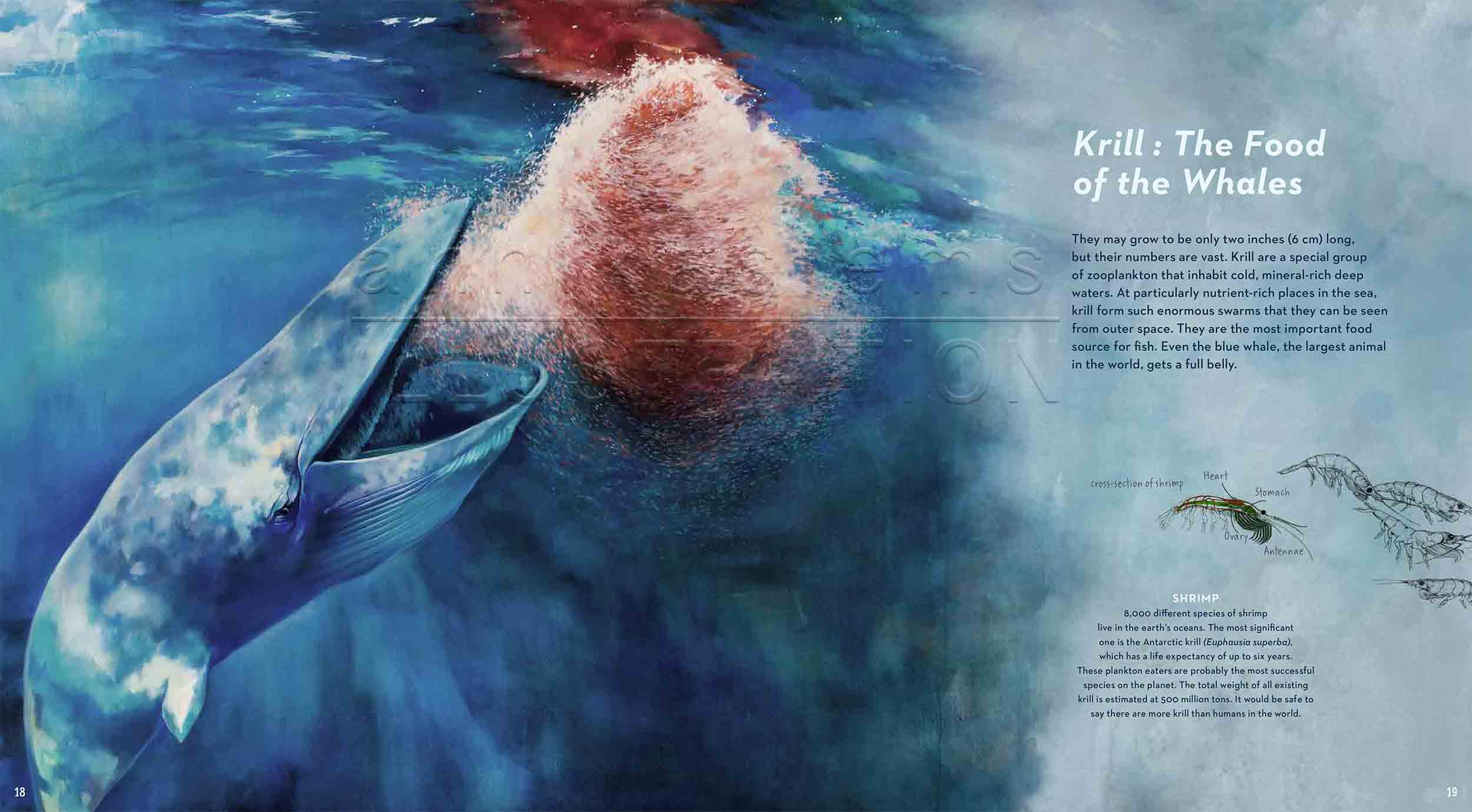 18-19deep-sea-Englisch-bluewhale-krill-©annikasiems-plankton_deepsea-zooplankton.jpg