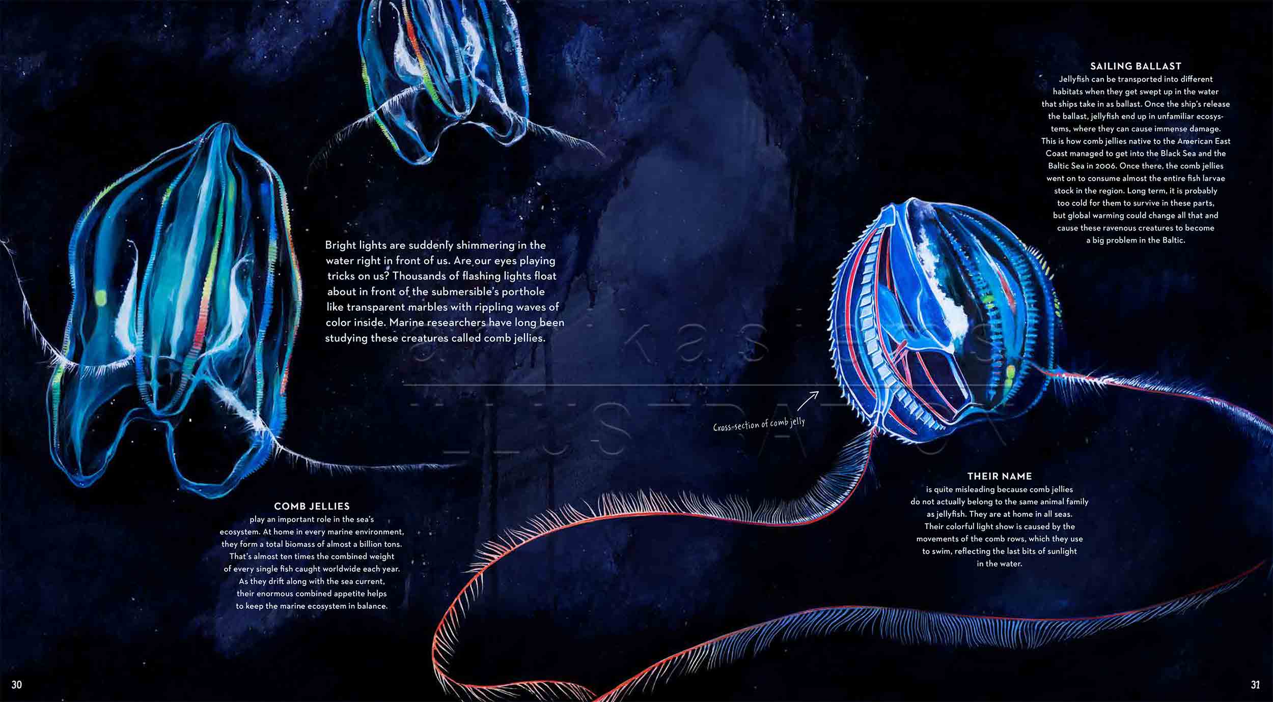 30-31-rippenqualle-jelly-comp-jellyfish-fish-deep-sea-Englisch-submersible-©annikasiems-plankton_deepsea-zooplankton.jpg