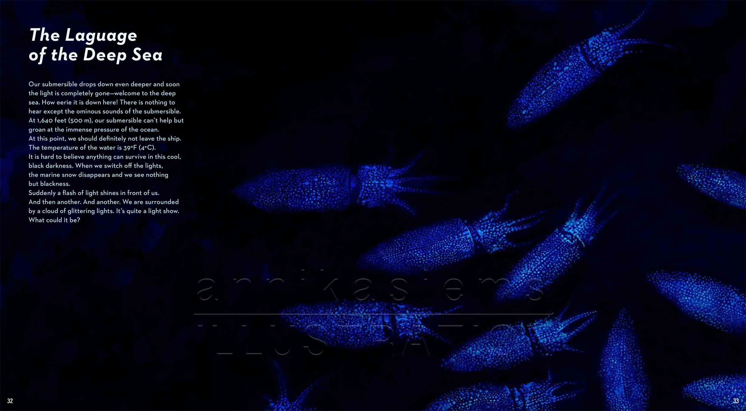 32-33-Leuchtkalmar-fireflysquid-fish-deep-sea-Englisch-submersible-©annikasiems-plankton_deepsea-zooplankton.jpg