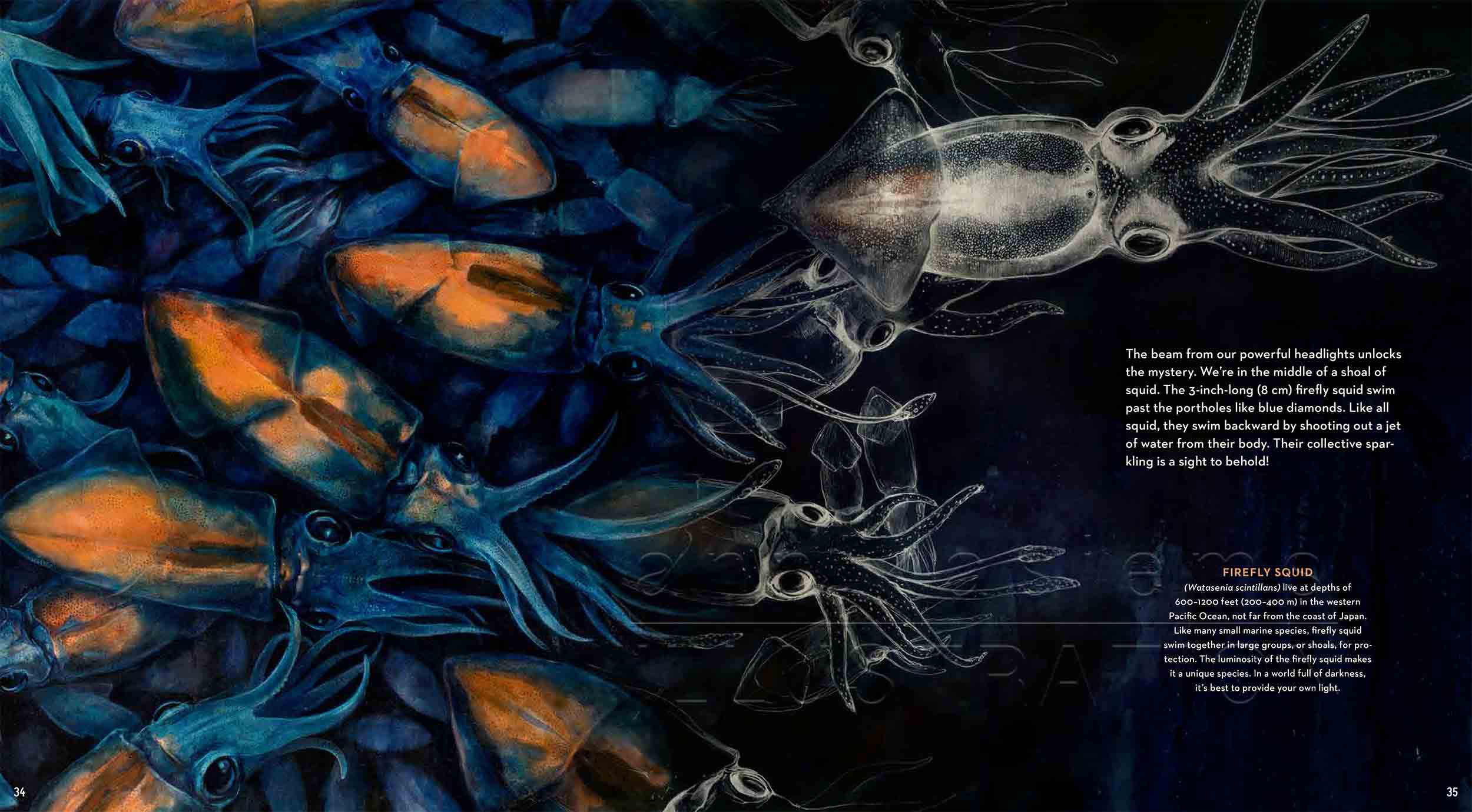 34-35-Leuchtkalmar-fireflysquidfish-fish-deep-sea-Englisch-submersible-©annikasiems-plankton_deepsea-zooplankton.jpg