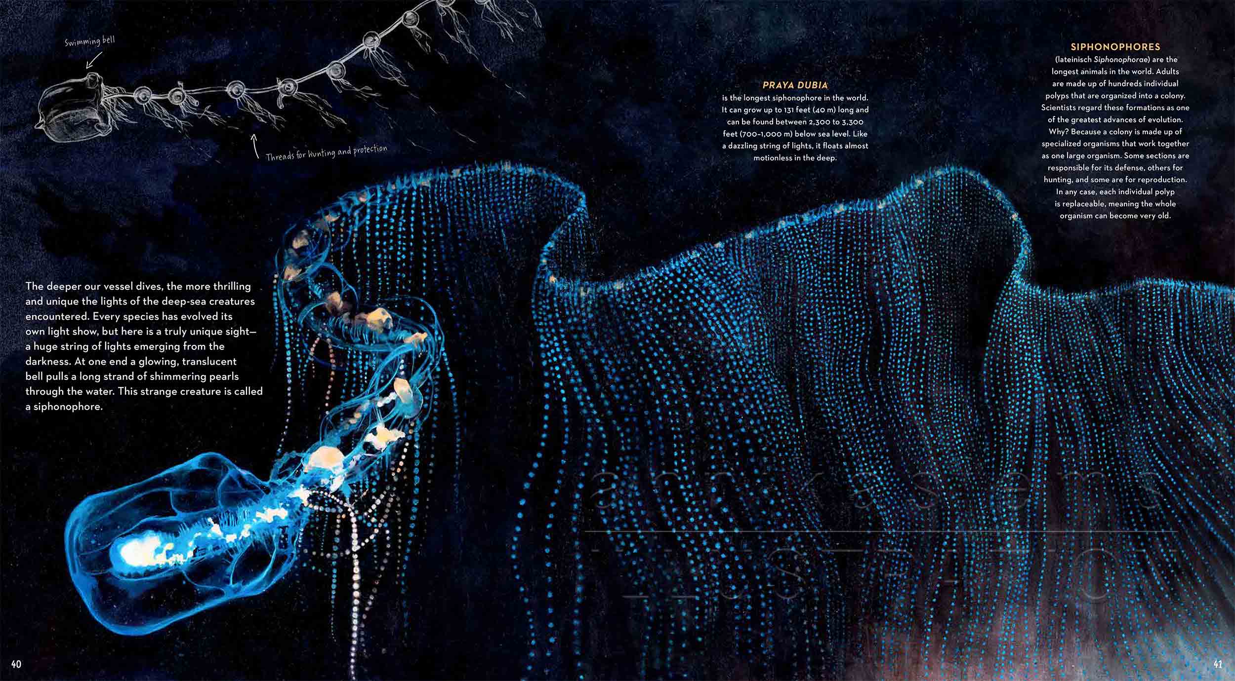 40-41-staatqualle-Jellyfish-bioluminescence-infografic-Leuchtkalmar-fireflysquidfish-fish-deep-sea-Englisch-submersible-©annikasiems-plankton_deepsea-zooplankton.jpg