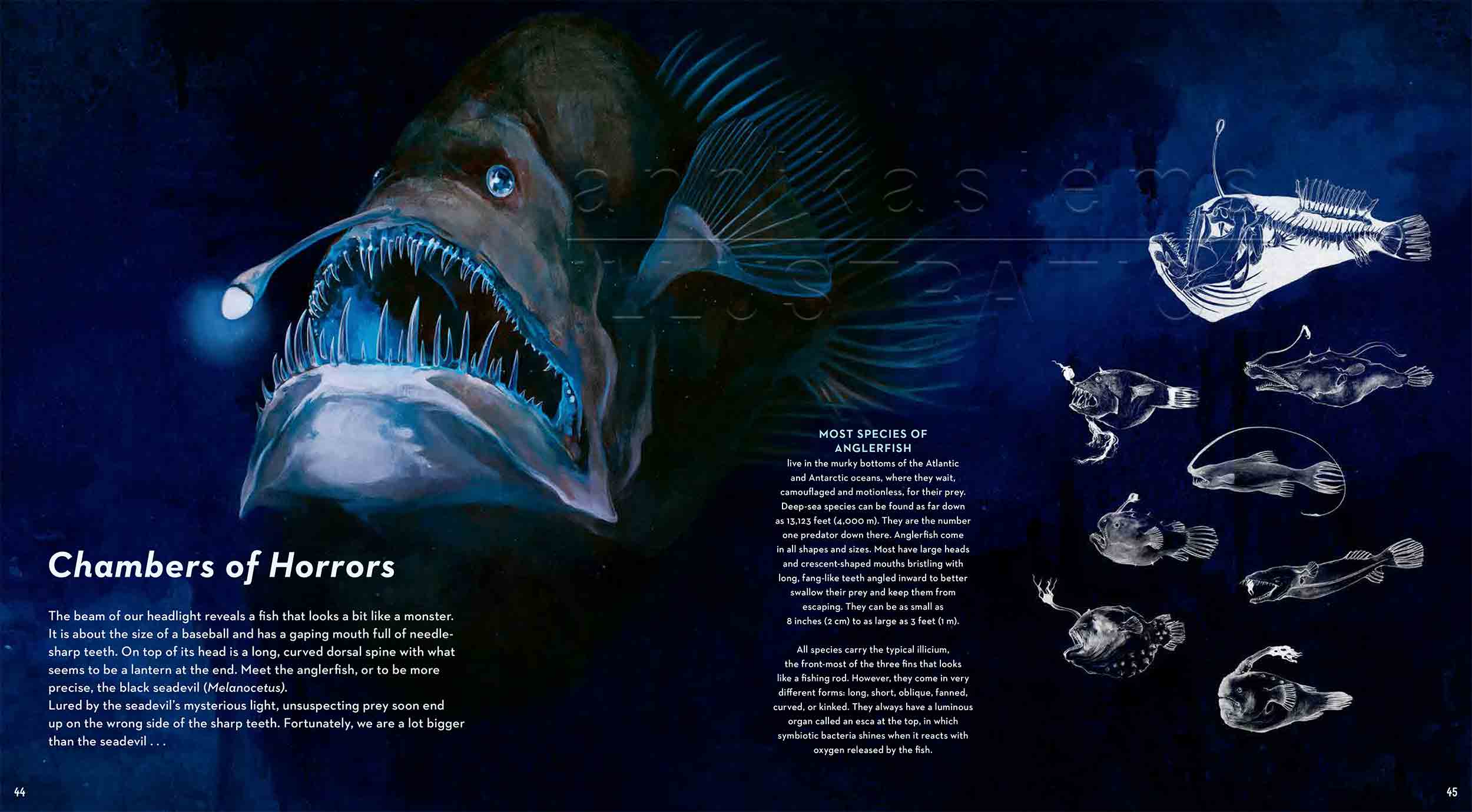 44-45-anglerfisch-lanternfish-Leuchtkalmar-fireflysquidfish-fish-deep-sea-Englisch-submersible-©annikasiems-plankton_deepsea-zooplankton.jpg