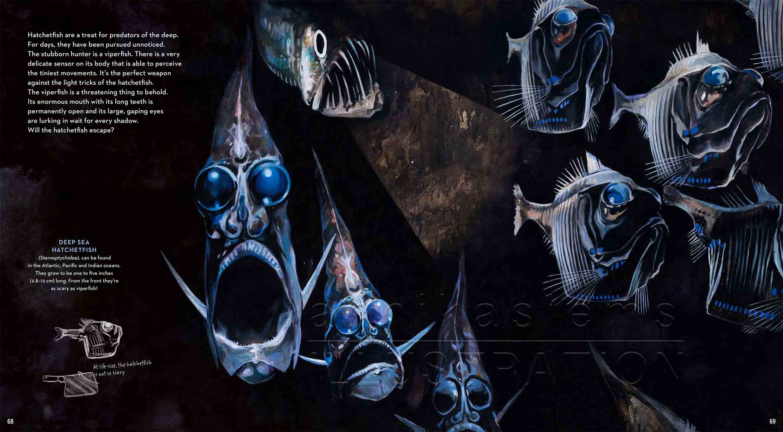 68-69-hatchetfish-viperfish-deep-sea-Englisch©annikasiems-plankton_deepsea-zooplankton.jpg