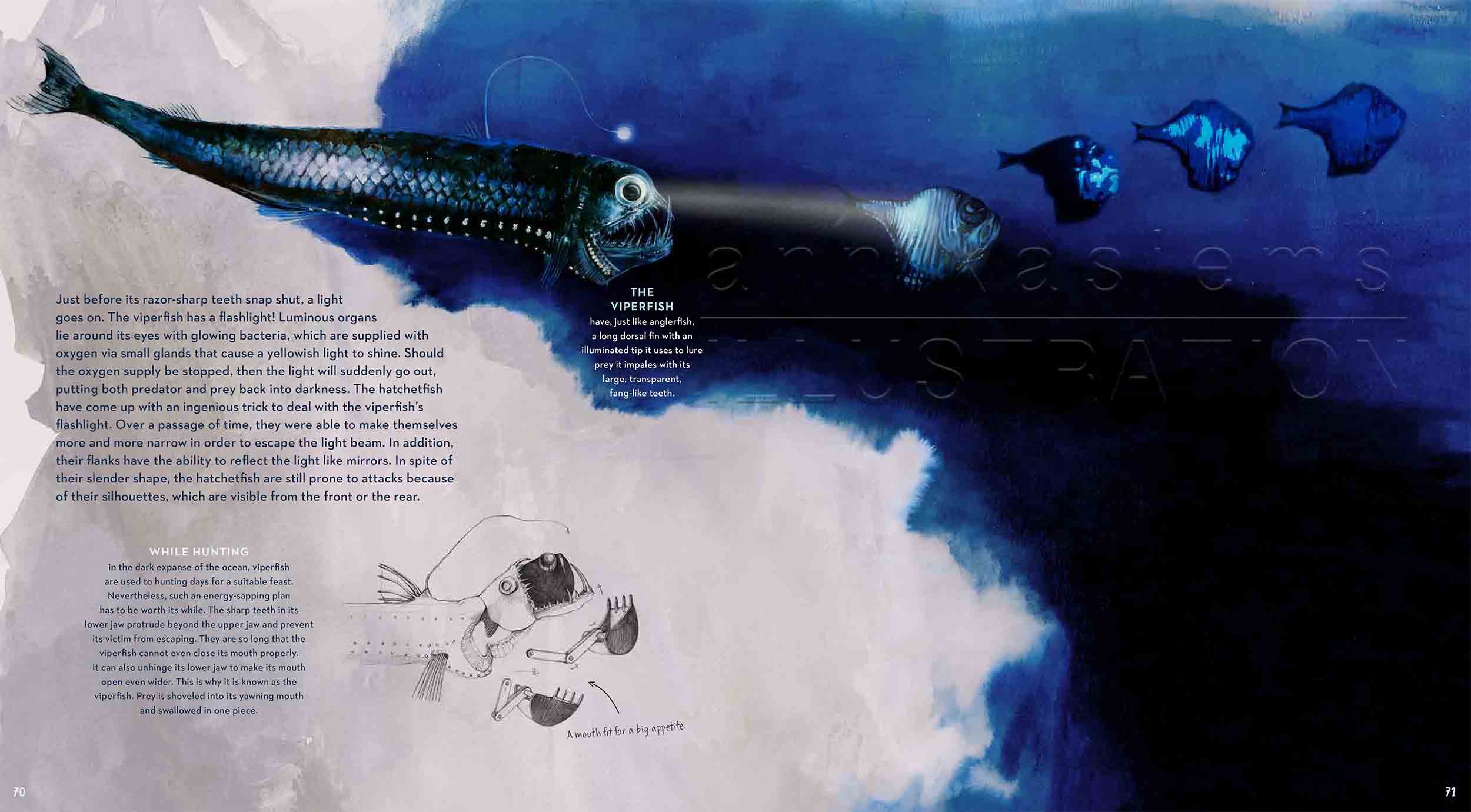 70-71-hedgefish-viperfish-deep-sea-Englisch-submersible-©annikasiems-plankton_deepsea-zooplankton.jpg