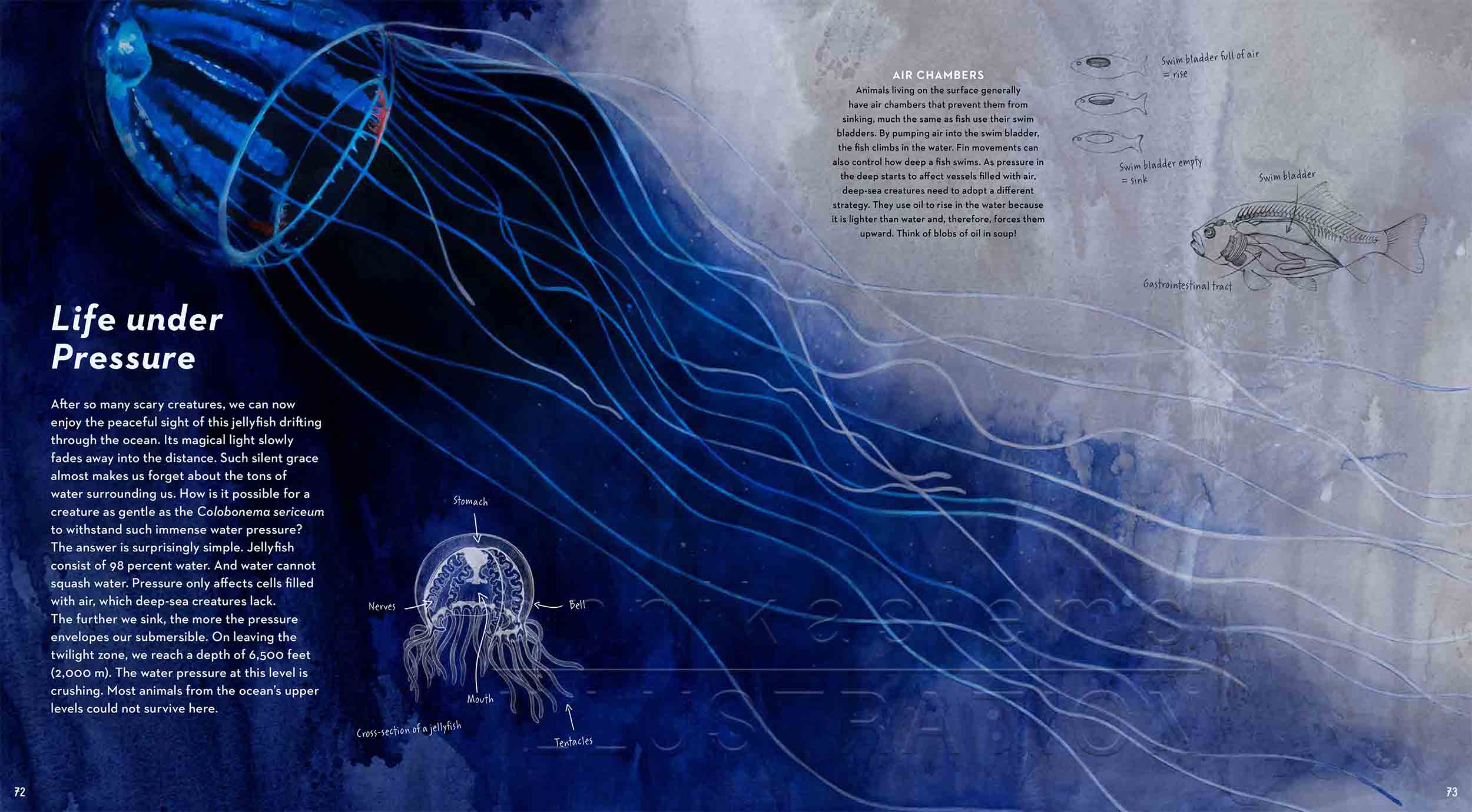 72-73-pressure-jellyfish-anatomy-deep-sea-Englisch-submersible-©annikasiems-plankton_deepsea-zooplankton.jpg