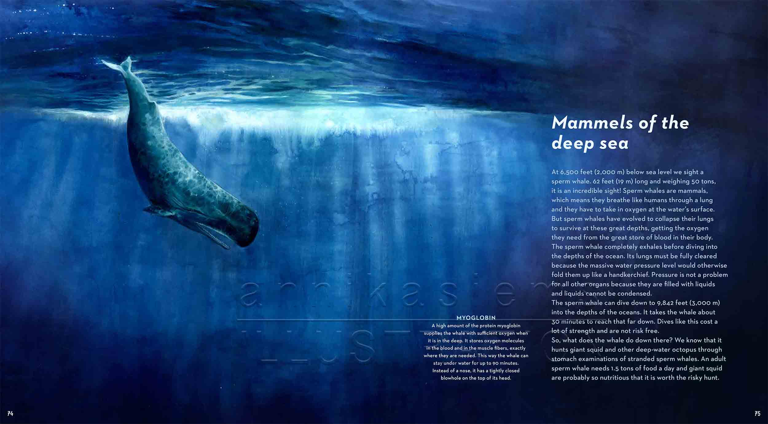 74-75-spermwhale-deep-sea-Englisch-submersible-©annikasiems-plankton_deepsea-zooplankton.jpg