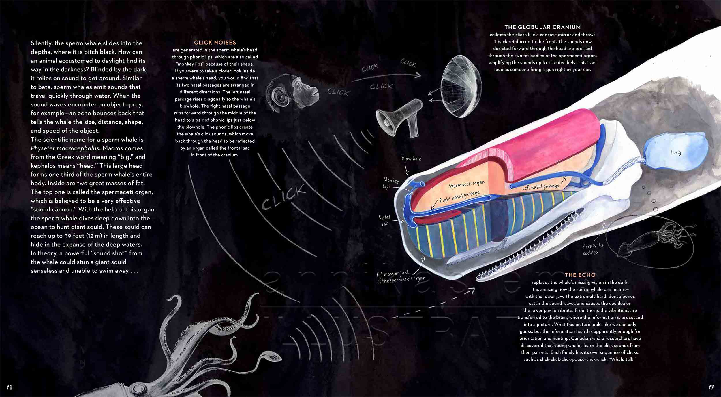 74-75-spermwhale-anatomy-deep-sea-Englisch-submersible-©annikasiems-plankton_deepsea-zooplankton.jpg
