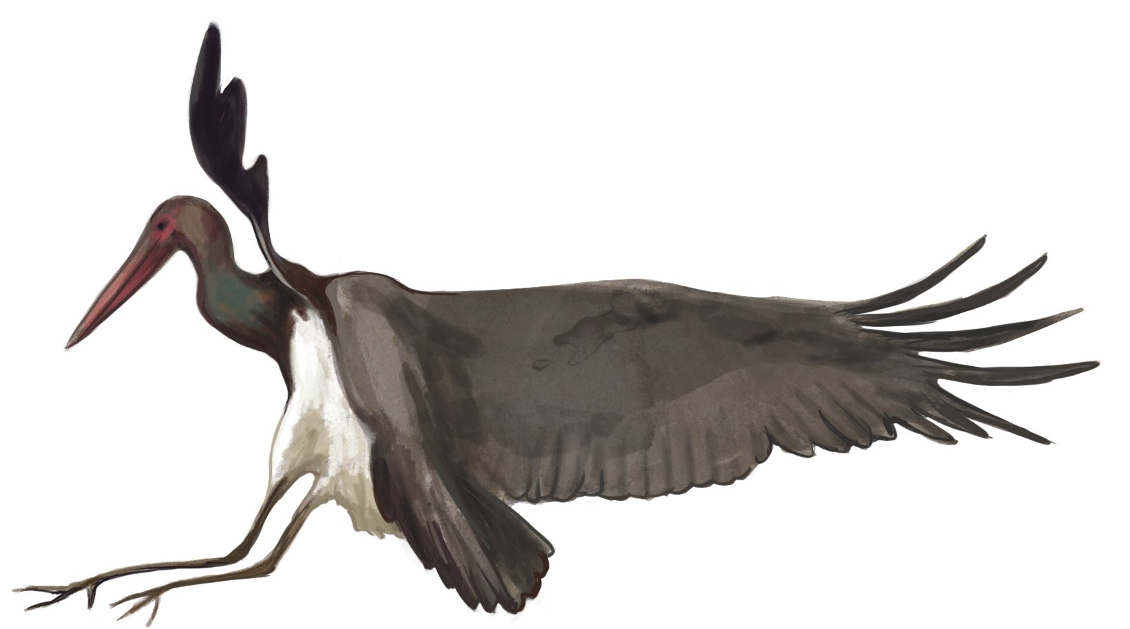 Storch Landeanflug.jpg