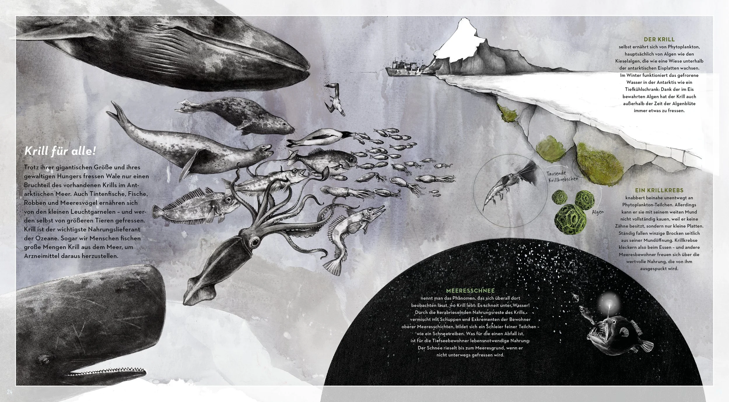 Krill_Foodchain_Antarktica_AnnikaSiemsillustration