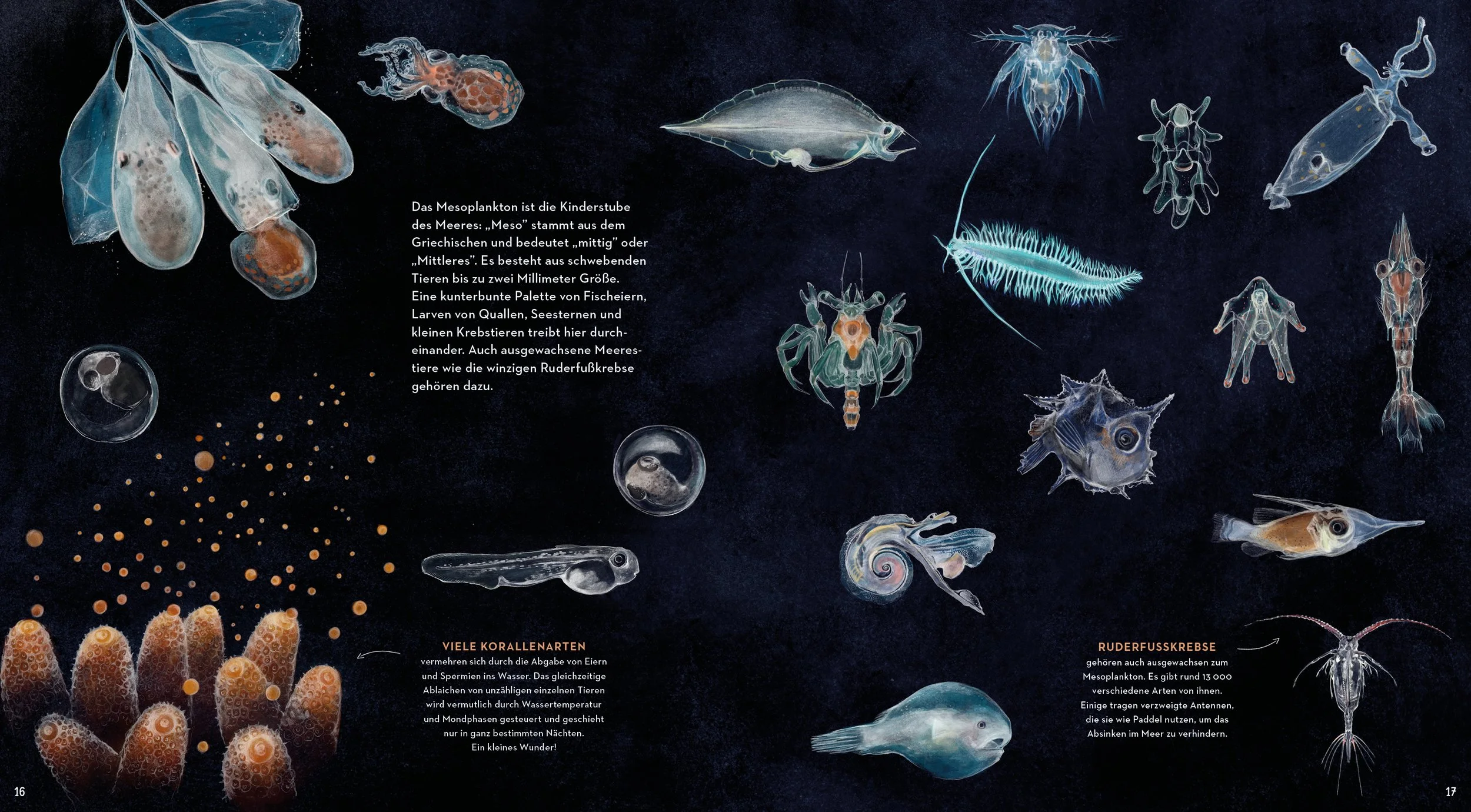 Plankton_Larvea_AnnikaSiemsillustration